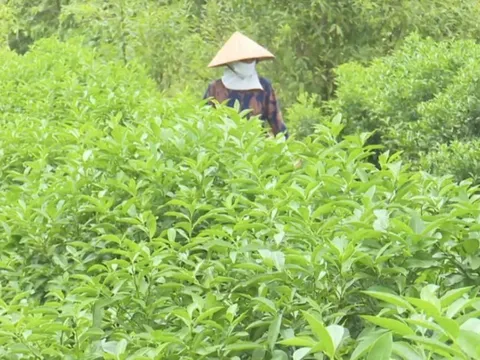 Loại lá rẻ như cho của Việt Nam nay đắt đỏ khi “xuất ngoại”: Âu, Mỹ nhập về chuyên dùng cho ẩm thực cao cấp