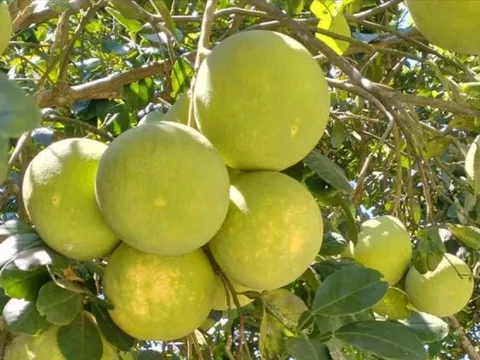 Huế vào mùa quả ngọt thanh, ruột giòn, hương thơm không nơi nào có