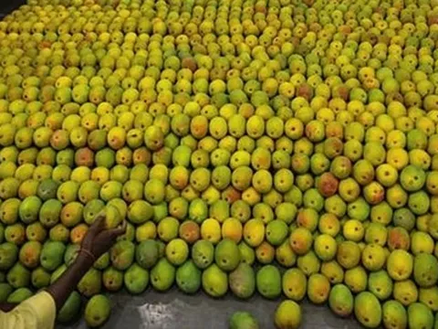 Loại quả của Việt Nam khiến cựu Đại sứ Hoa Kỳ phải xuýt xoa khen ngợi 'ngon nhất thế giới': Trung Quốc siêu mê, diện tích trồng hơn 110.000 ha