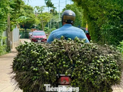 Cau rớt giá thảm hại vì thương lái Trung Quốc bất ngờ 'quay xe'