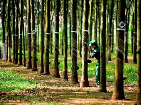 Hái "quả ngọt" từ Campuchia: Doanh nghiệp ngành cao su lãi đột biến tăng 60%