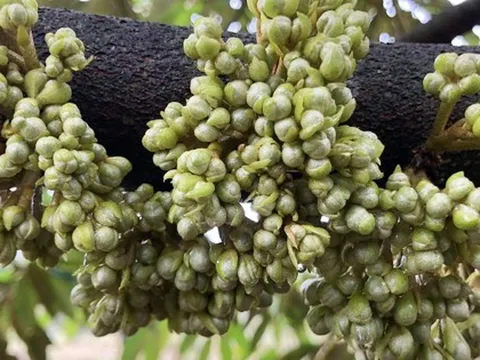 Trung Quốc chi tiền cao kỷ lục để nhập một mặt hàng từ Việt Nam
