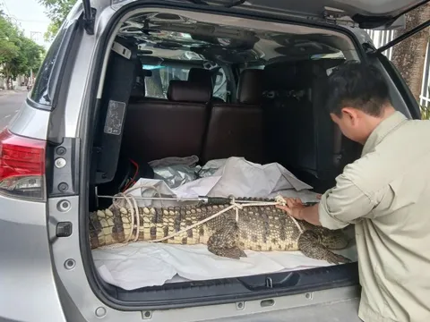 Bắt được cá sấu quý hiếm trong khu dân cư