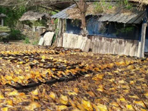 Sản vật tỷ đô giúp Việt Nam trở thành ông trùm của thế giới: Thu về 1,6 tỷ USD kể từ đầu năm, hơn 140 quốc gia đang mua hàng