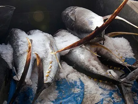 Không phải sầu riêng, 'siêu thực phẩm' của Việt Nam sang Thái Lan thành hàng hot: thu về hơn 700 triệu USD, 100 thị trường tranh nhau 'chốt đơn'