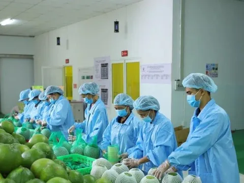 Động lực giúp xuất khẩu rau quả ngược dòng cán mốc kỷ lục