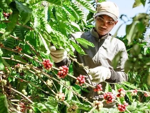 Vụ cà phê kết thúc "như mơ", nhưng...