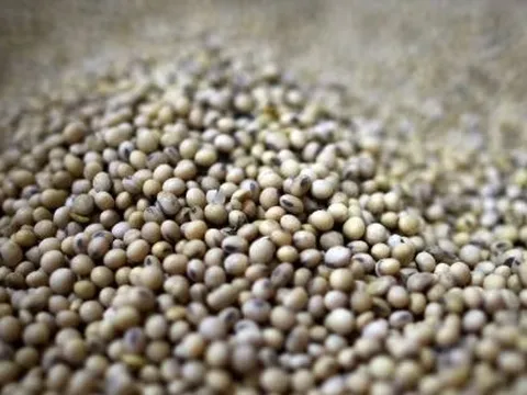 Mất khách Trung Quốc, Mỹ lập tức có cứu tinh mới cho mặt hàng chiến lược: Nhu cầu gần 4 triệu tấn mỗi năm, sản lượng nội địa rất thấp