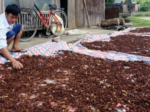 Việt Nam có một loại hoa vừa thu về hơn 45 triệu USD: Nước ta đứng thứ 2 thế giới, xuất khẩu hàng chục nghìn tấn mỗi năm