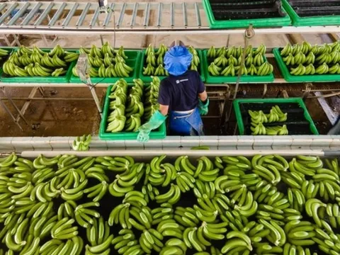 Việt Nam sở hữu “trái cây hạnh phúc” hút mạnh thị trường Trung Quốc, Nhật Bản: Hàng loạt lợi ích bất ngờ