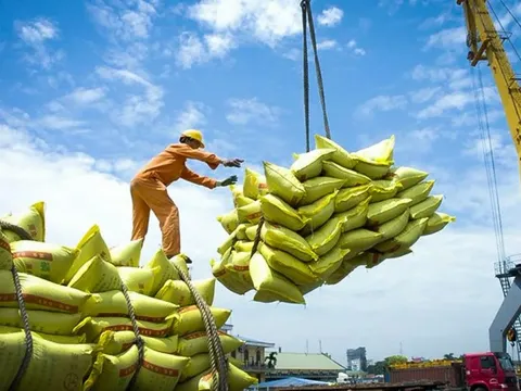 Giá gạo Việt Nam chạm mức thấp nhất 2 tháng