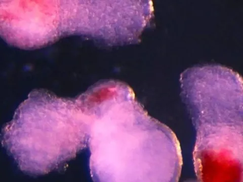 Các nhà khoa học tạo ra máu người trong phòng thí nghiệm: Bước tiến đột phá mở ra kỷ nguyên mới cho y học tái tạo