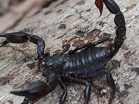 Thuốc ung thư đột phá từ nọc độc bọ cạp?