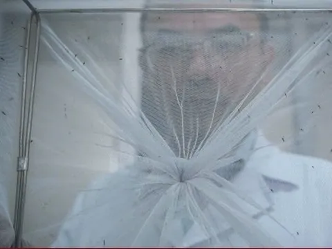 Bên trong 'công xưởng' nuôi muỗi để dập dịch sốt xuất huyết