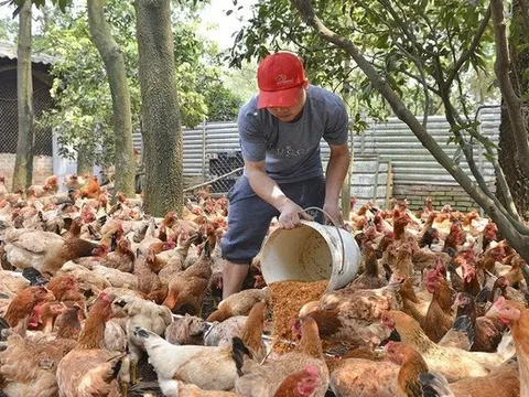 Hà Nội ủy quyền giải quyết thủ tục hành chính trong lĩnh vực nông nghiệp