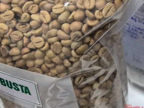 Giá cà phê hôm nay 5-11: Cà phê Việt được săn đón