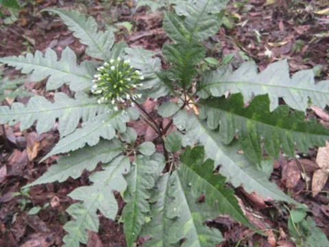 Việt Nam có loại cây quý “bổ như sâm”, từ thân tới rễ đều là thuốc: Có 1 bộ phận được ví là “vàng ròng”, bán đắt như tôm tươi