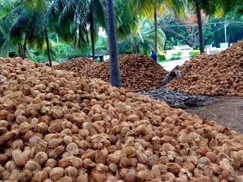 Một 'sản vật' triệu USD của Việt Nam được Mỹ, Trung Quốc ồ ạt thu mua, nước ta là nhà xuất khẩu top 5 thế giới