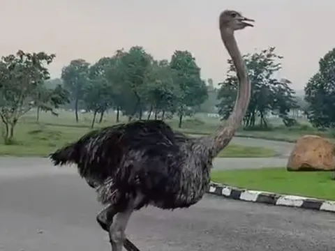 Số phận của con đà điểu xổng chuồng lao vun vút giữa đường phố TP HCM