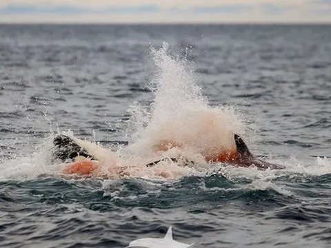 Lần đầu tiên con người vừa chụp được những hình ảnh đáng kinh ngạc này ở Na Uy