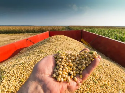 Nông dân Mỹ lặn lội sang Trung Quốc để bán đậu nành: Chúng tôi không muốn thương chiến, chúng tôi chỉ muốn làm ăn mà thôi