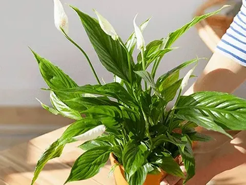 Khuyên bạn trồng ngay 3 loại cây này: Hút tiền như nam châm, kéo tài lộc vào nhà không đếm xuể còn dễ chăm sóc