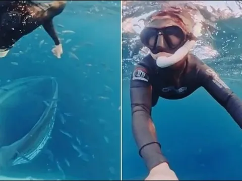 "Thủy quái" khổng lồ bất ngờ lao đến dưới biển sâu: Thợ lặn suýt bị nuốt chửng trong tích tắc