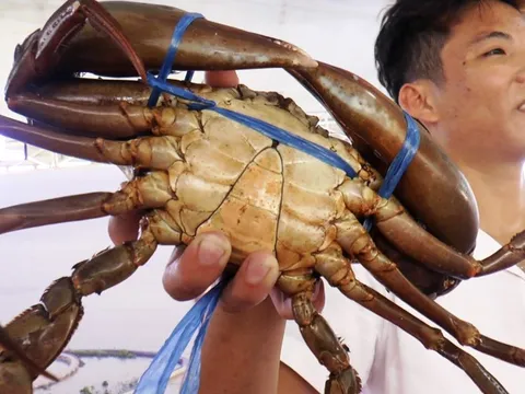 Cà Mau mang cua 'chính hiệu' đến giới thiệu với thực khách TP.HCM