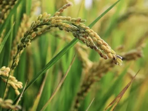 Philippines dừng nhập khẩu, gạo Việt vẫn ‘ăn nên làm ra’ tại loạt thị trường, một quốc gia châu Á vừa tăng nhập khẩu đến 25.000%