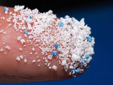 Lần đầu tiên phát hiện vi nhựa trong 1 loại hải sản nhiều người mê