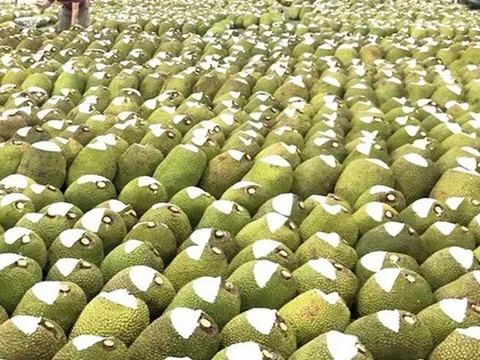 Đặc sản triệu đô của Việt Nam khiến Trung Quốc phải thừa nhận ngon hơn của nhà trồng, được ví như 'cứu tinh của thế giới'