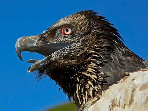 Kền kền thay đổi tập tính: Từ loài ăn xác thối trở thành 'kẻ săn mồi', hai vụ việc rúng động nước Pháp phơi bày sự thật đáng sợ