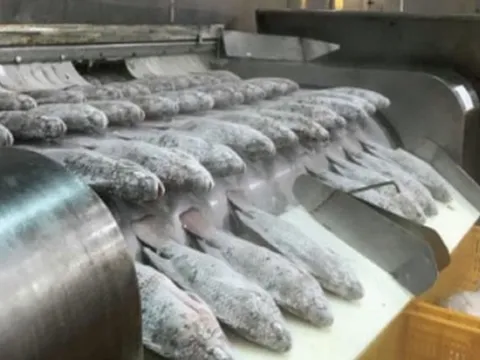 Không phải cá tra hay cá ngừ, một loại 'sản vật' dưới nước của Việt Nam đang được săn đón mạnh mẽ: Xuất khẩu tăng nóng hơn 300%, loạt đối thủ bị Mỹ áp thuế hơn 50%