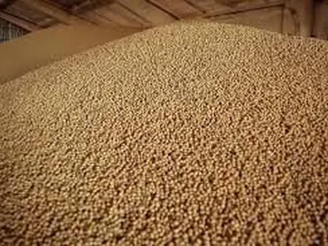 Nông dân Mỹ mắc kẹt với “núi vàng mọc ra từ đất”: Khách mua tiềm năng từ châu Á vẫn dửng dưng