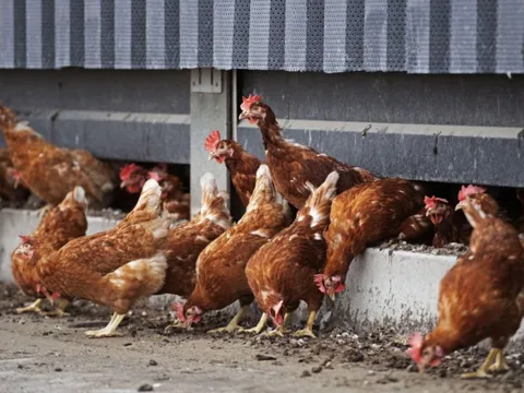 Hà Lan: Tiêu hủy 117.000 con gà vì cúm gia cầm lây lan