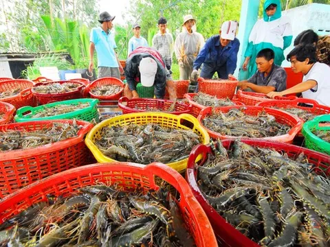 Trung Quốc trở thành động lực lớn nhất cho xuất khẩu tôm tháng 10