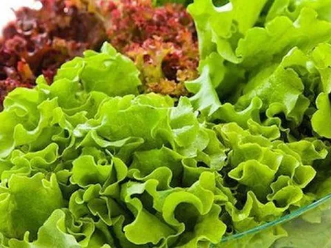Một phụ nữ 33 tuổi ăn rau diếp mỗi bữa, 3 tháng sau phải nhập viện: Bác sĩ cảnh báo 3 nhóm người nên hạn chế ăn để tránh bệnh nặng