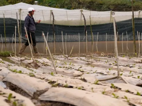 Vùng rau Đà Lạt nhiều nơi ngập trắng