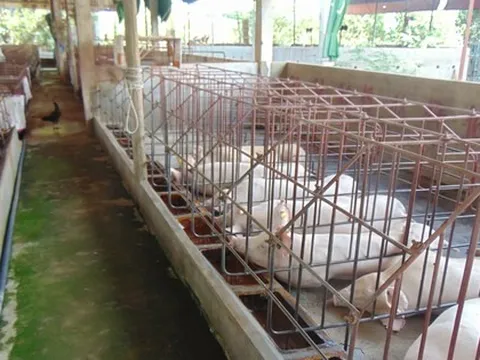 Giá heo hơi hôm nay, 22-11: Bật tăng ở hầu hết các vùng miền