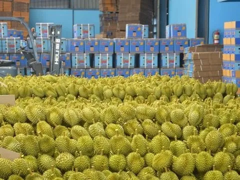 Sau Lào, Campuchia, thêm một đối thủ sầu riêng chuẩn bị gia nhập thị trường Trung Quốc: Diện tích bằng 1/8 so với Việt Nam, dự kiến xuất khẩu từ 2026