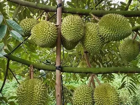 Giá sầu riêng tăng vọt