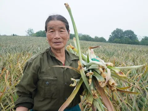 Dứa đang xanh tốt bỗng chết rụi, nông dân "thủ phủ dứa" lặng người trước nguy cơ trắng vốn