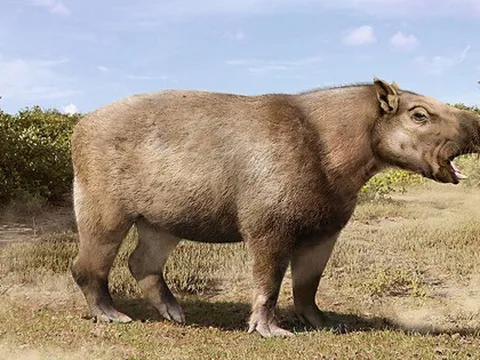 Loài chuột khổng lồ nặng 1 tấn, dài 3 mét, to ngang con trâu mộng