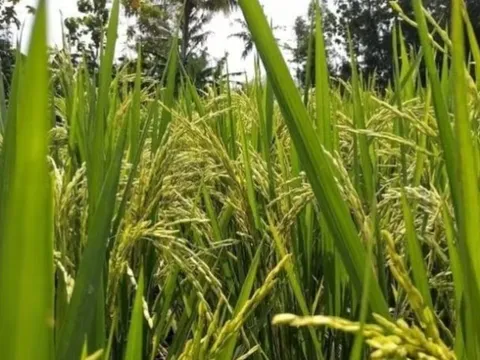 Nhận tin tình báo, cơ quan chức năng thu giữ một lô hàng 3,2 tấn gạo nhập lậu được giấu tinh vi trong các bao xi măng