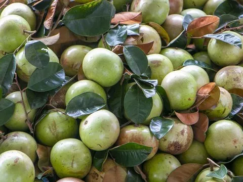 Rộn ràng vú sữa Lò Rèn, nhà vườn "bỏ túi" hàng trăm triệu đồng