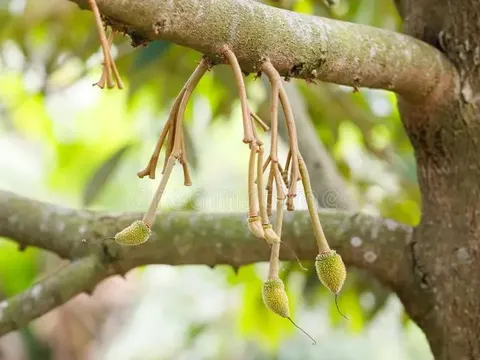 Loại quả kén người ăn giúp Việt Nam thu 4 tỷ USD trong năm 2025