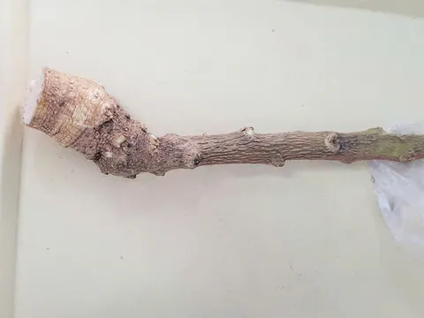 Dùng cây lạ chữa bệnh theo lời truyền miệng, 2 người suýt chết