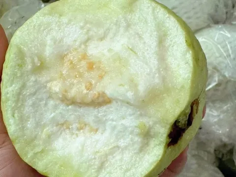 Thương lái tấp nập vào tận vườn thu mua loại quả giòn, ngọt đậm, người dân Hưng Yên kiếm bộn tiền