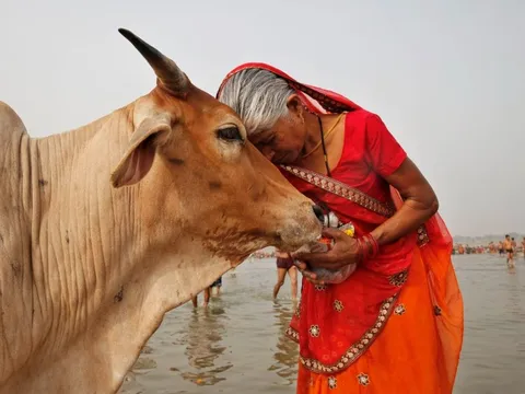 Ấn Độ nuôi hơn 500 triệu con bò nhưng không ăn thịt, mà biến chất thải của chúng thành mỏ vàng tỷ đô