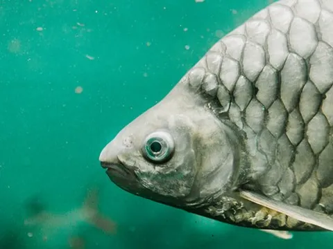 Trung Quốc tạo ra một loại cá không xương dăm: Giới khoa học sửng sốt